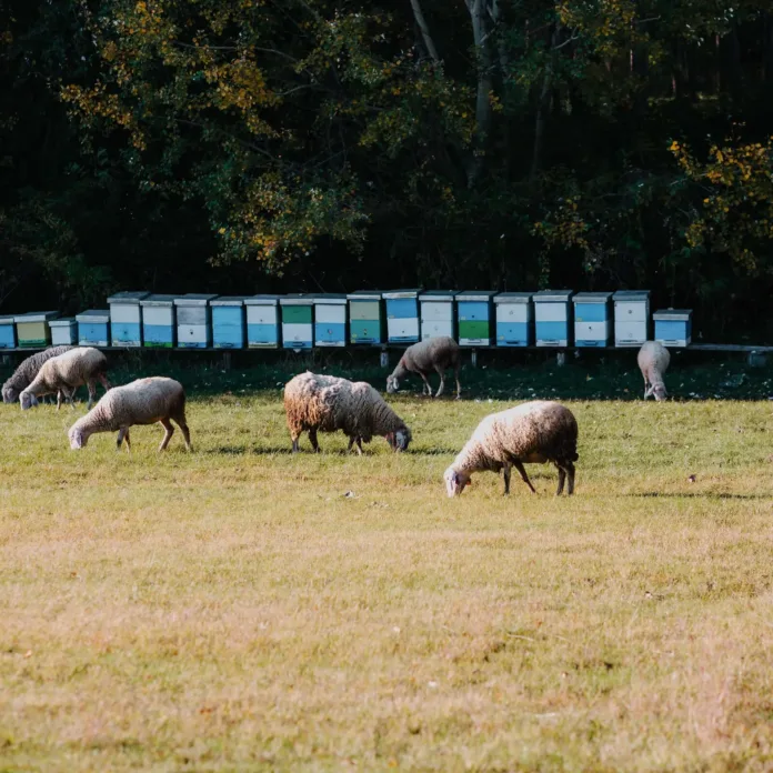 animali-apiario-convivenza Pecore al pascolo vicino a un apiario