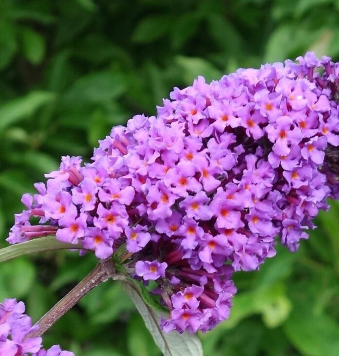 buddleia Buddleia (Buddleja davidii)