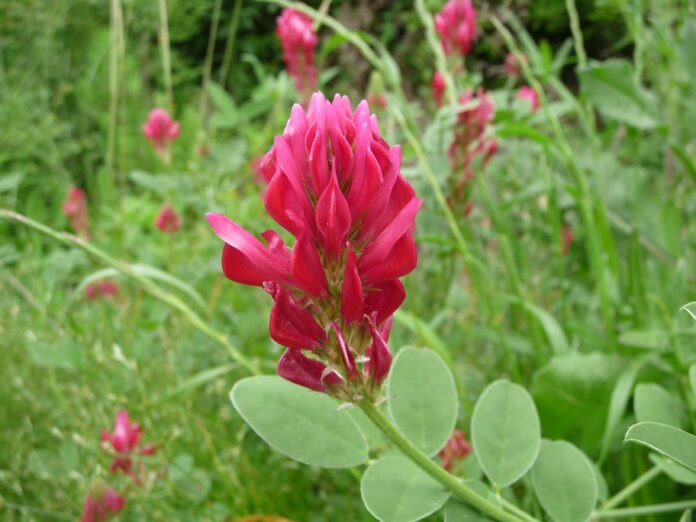 sulla Sulla (Hedysarum coronarium)