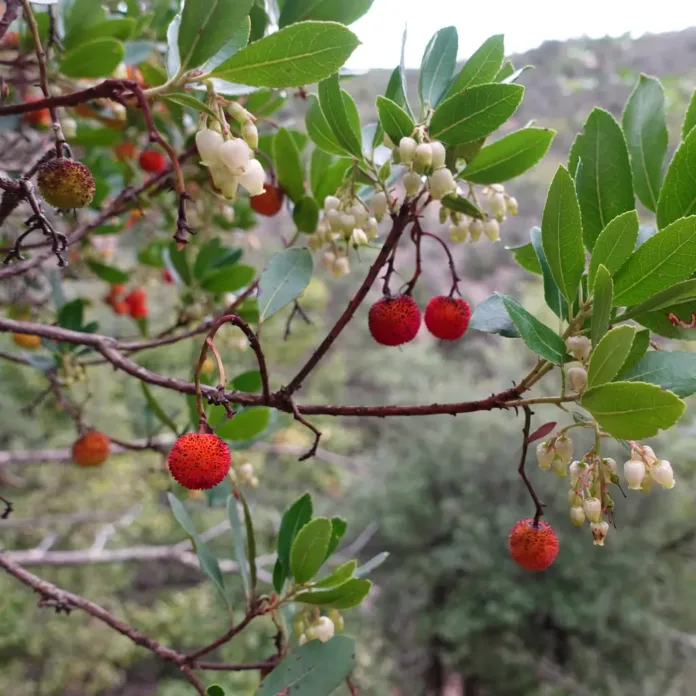 miele-corbezzolo-apibuzz Fiori e frutti di corbezzolo, Arbutus unedo