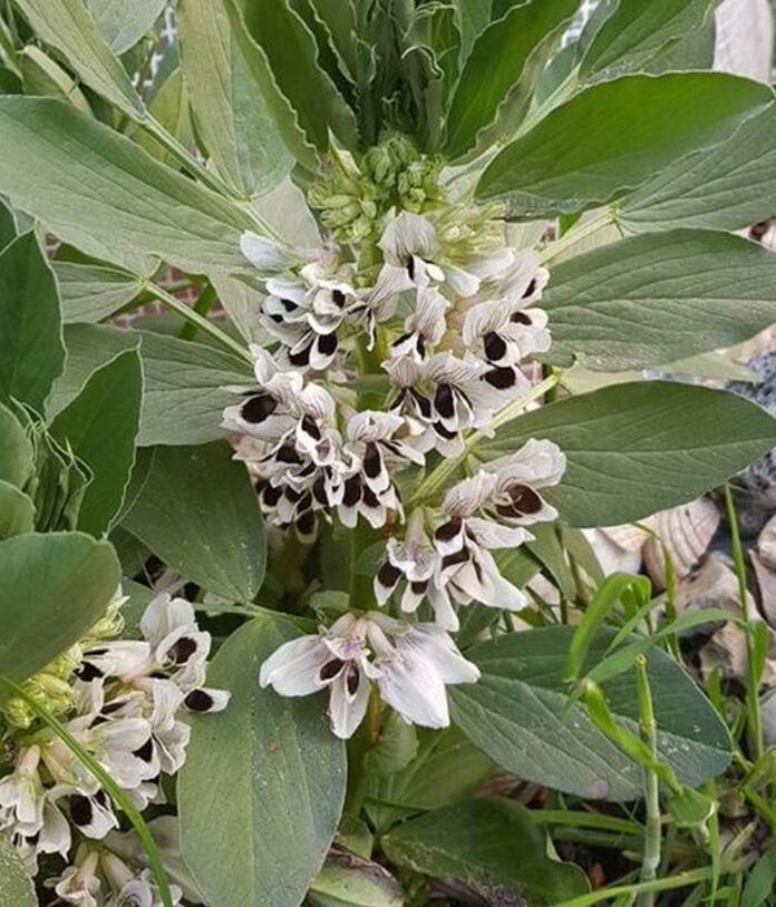 fiore-fava Fava (Vicia faba)