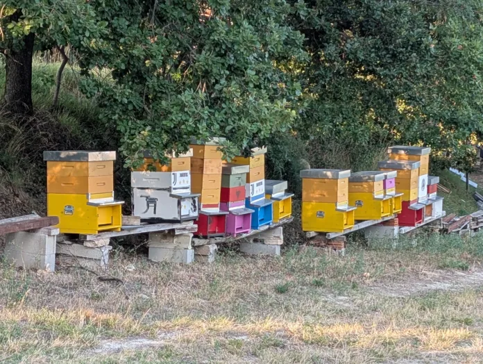 apiario_framebuzz L’apiario in collina: architettura rurale, scelte tecniche e vita delle api