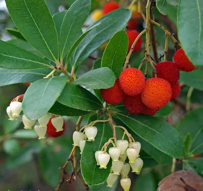 corbezzolo Corbezzolo (Arbutus unedo)