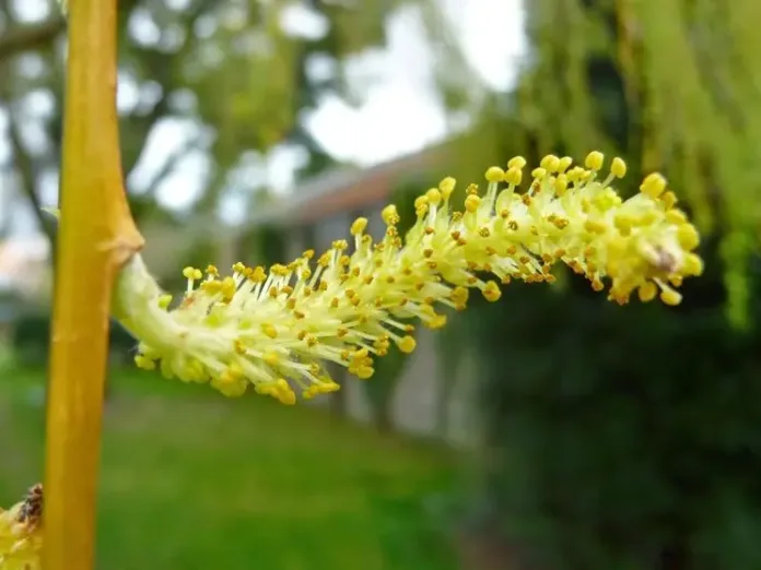salice Salice (Salicaceae)