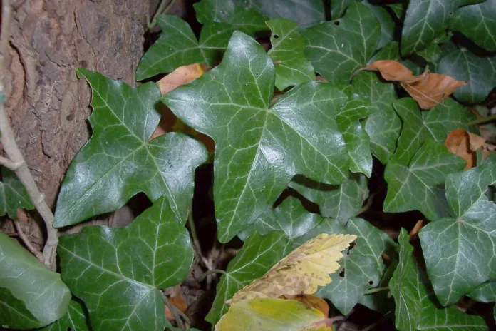 edera Edera (Hedera helix)